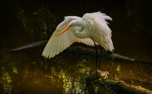 Foto profissional grátis de água, animais selvagens, animal