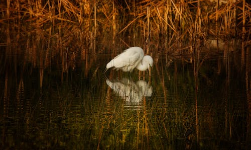 A White Heron in Water 