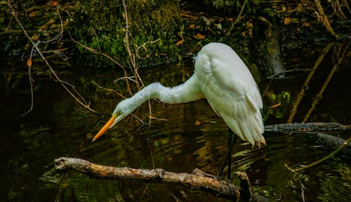 An Egret in Water 
