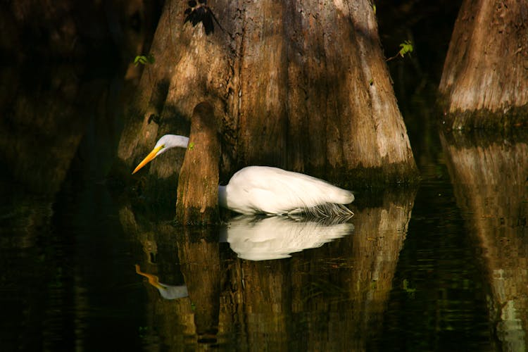 Heron In Water Near Tree