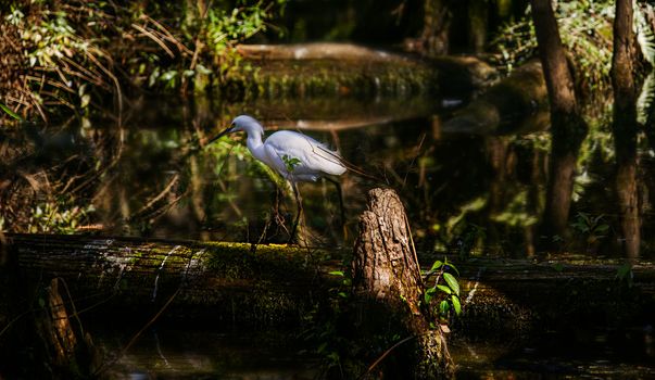 Swamp airboat with Cajun guide — New Orleans