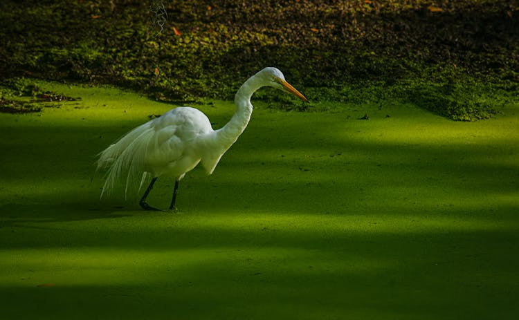 Bird In Green Water