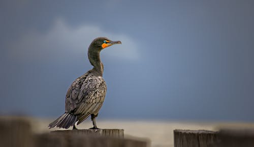 Close-up of a Double-crested Cormorant