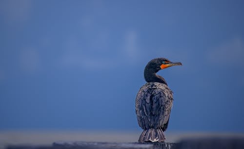 Close-up of a Double-crested Cormorant