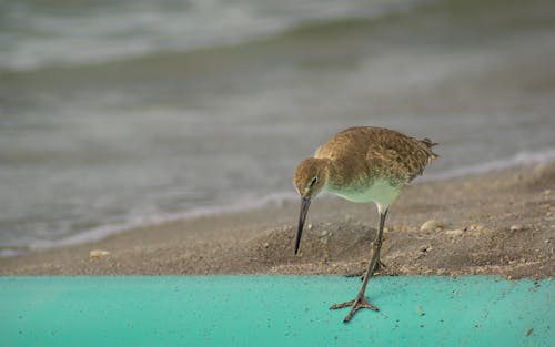 Foto profissional grátis de animais selvagens, animal, ave