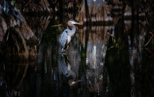 Gratis stockfoto met beest, birdwatching, dieren in het wild