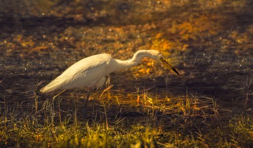 Free A serene white egret beautifully showcased in a marshland during sunset. Perfect nature and wildlife capture. Stock Photo