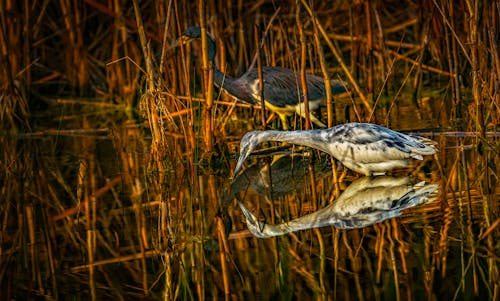 天性, 水禽, 沼澤 的 免費圖庫相片