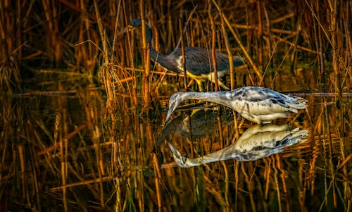 Close-up of Herons in Water 