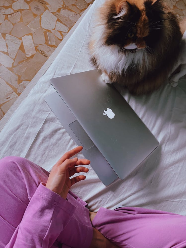 Woman Sitting On The Bed With A Laptop And Cat 