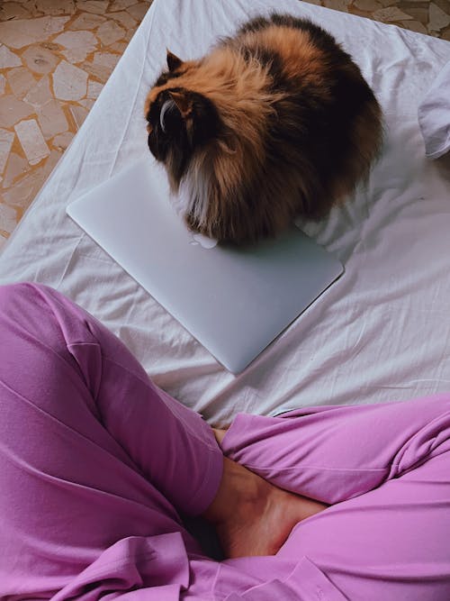 Free stock photo of a stay home, black guy works at home, cat lover