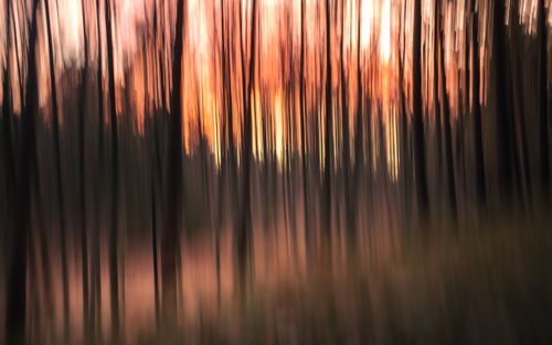 Free Abstract motion blur of trees at sunset in a forest, creating a vibrant pattern. Stock Photo