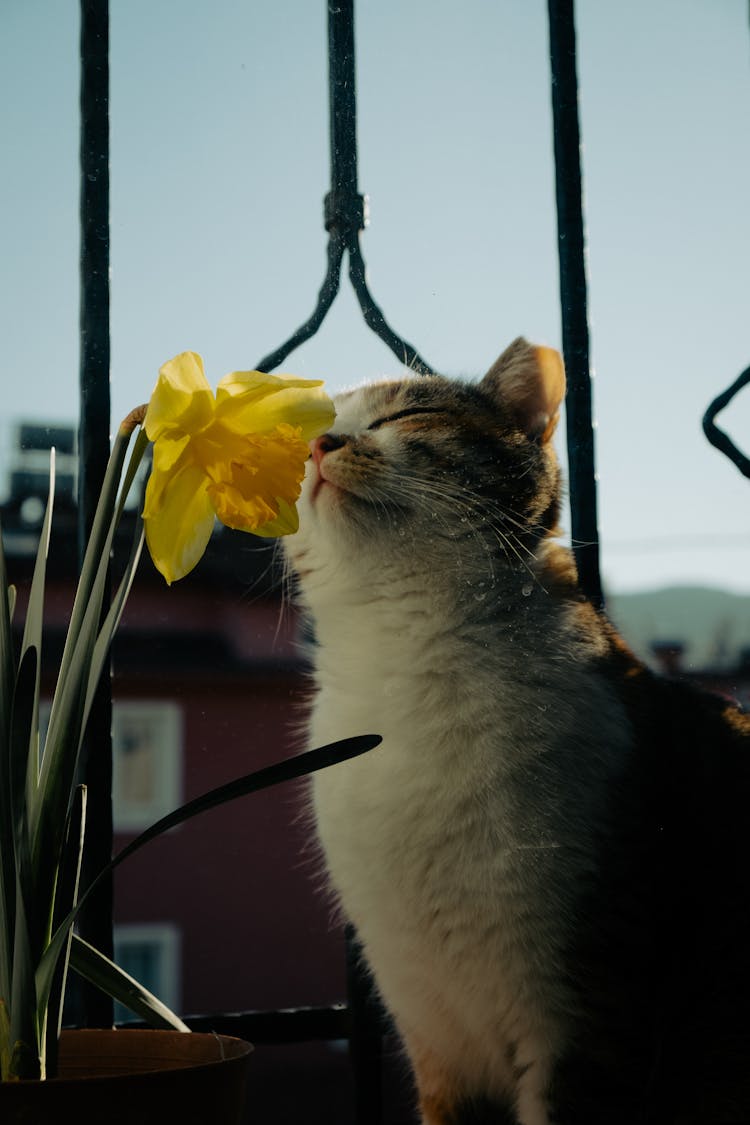 Cute Cat Smelling Flower