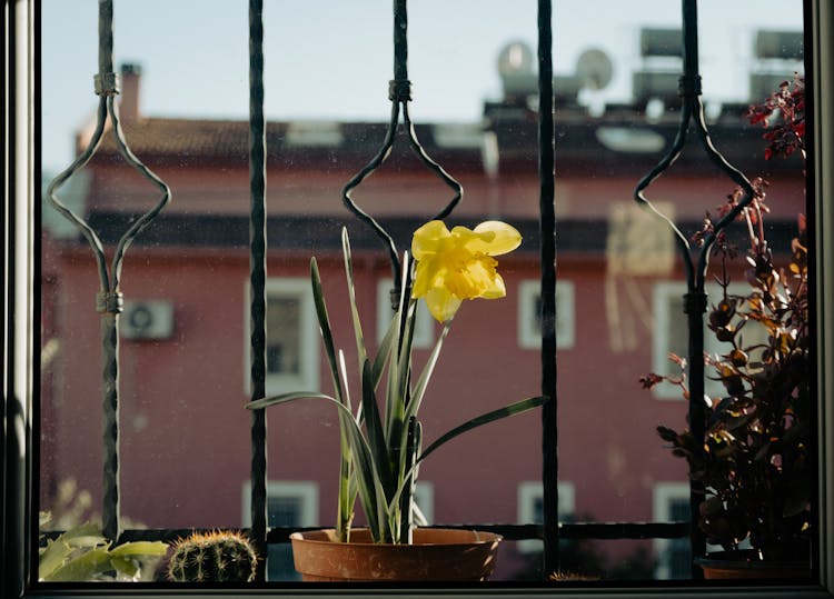 Flower And Bars Behind