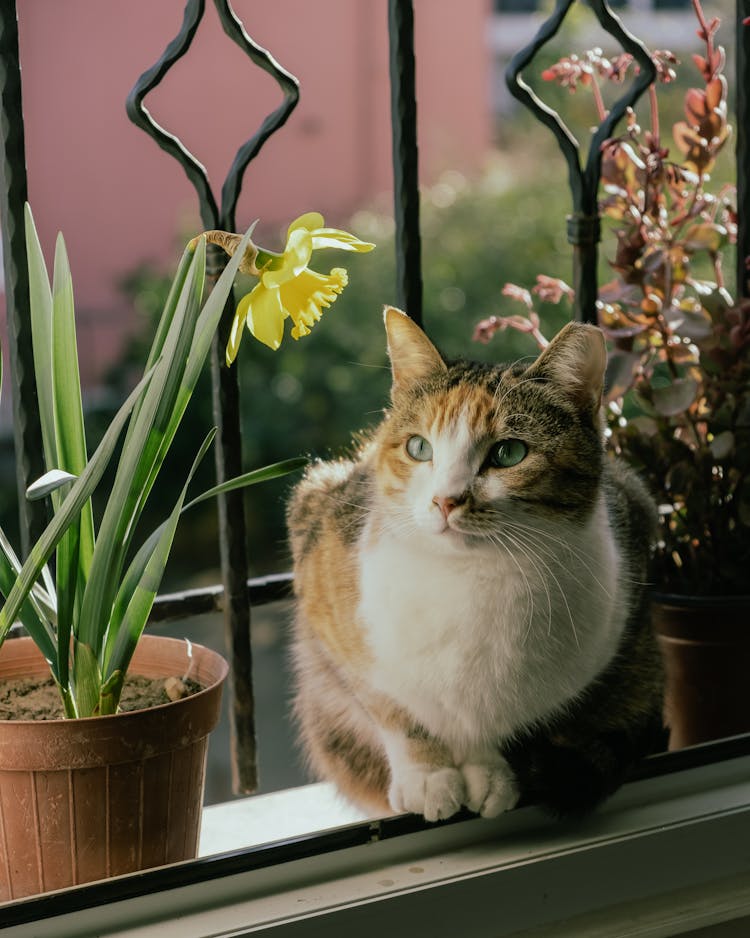 Cat Sitting Near Flower