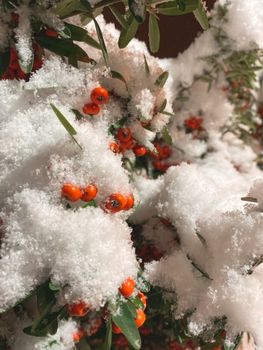 Close-up of red berries covered in snow, capturing the essence of winter's beauty.