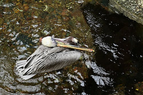 Brown Pelican at Rest