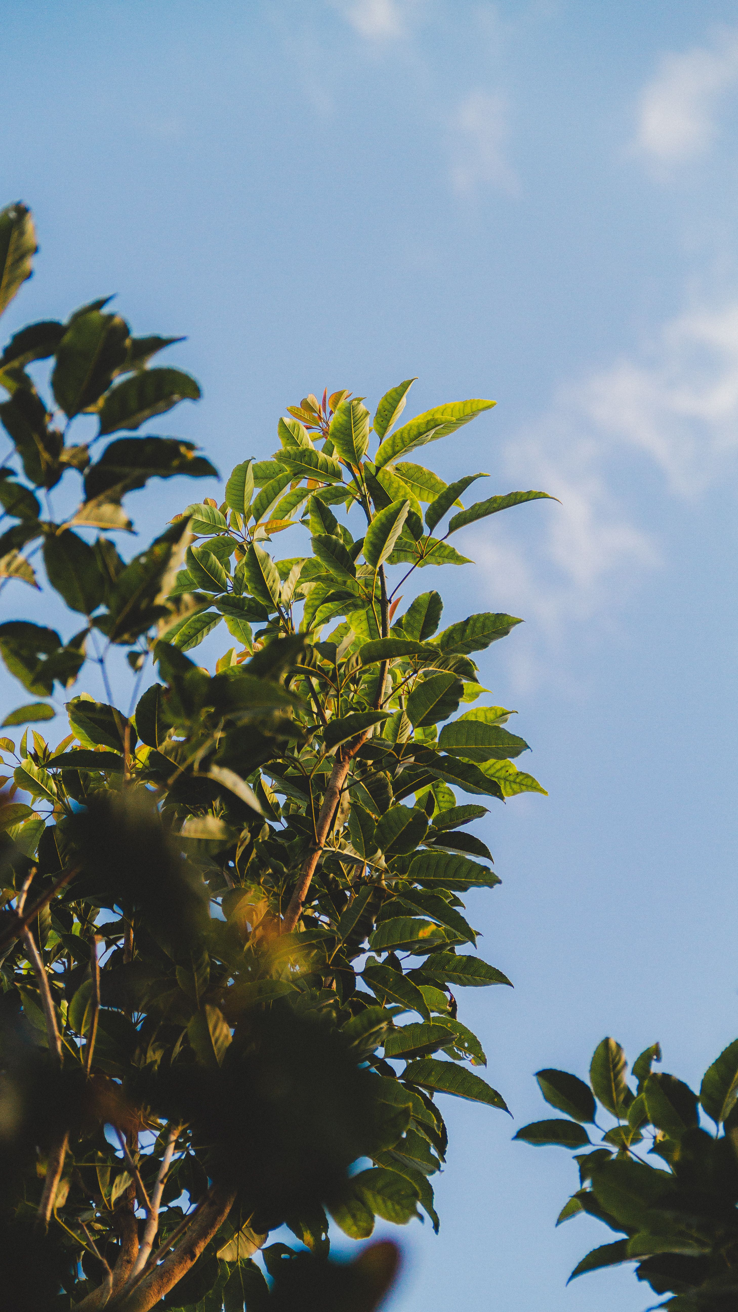Green Tree Leaves against Blue Sky · Free Stock Photo