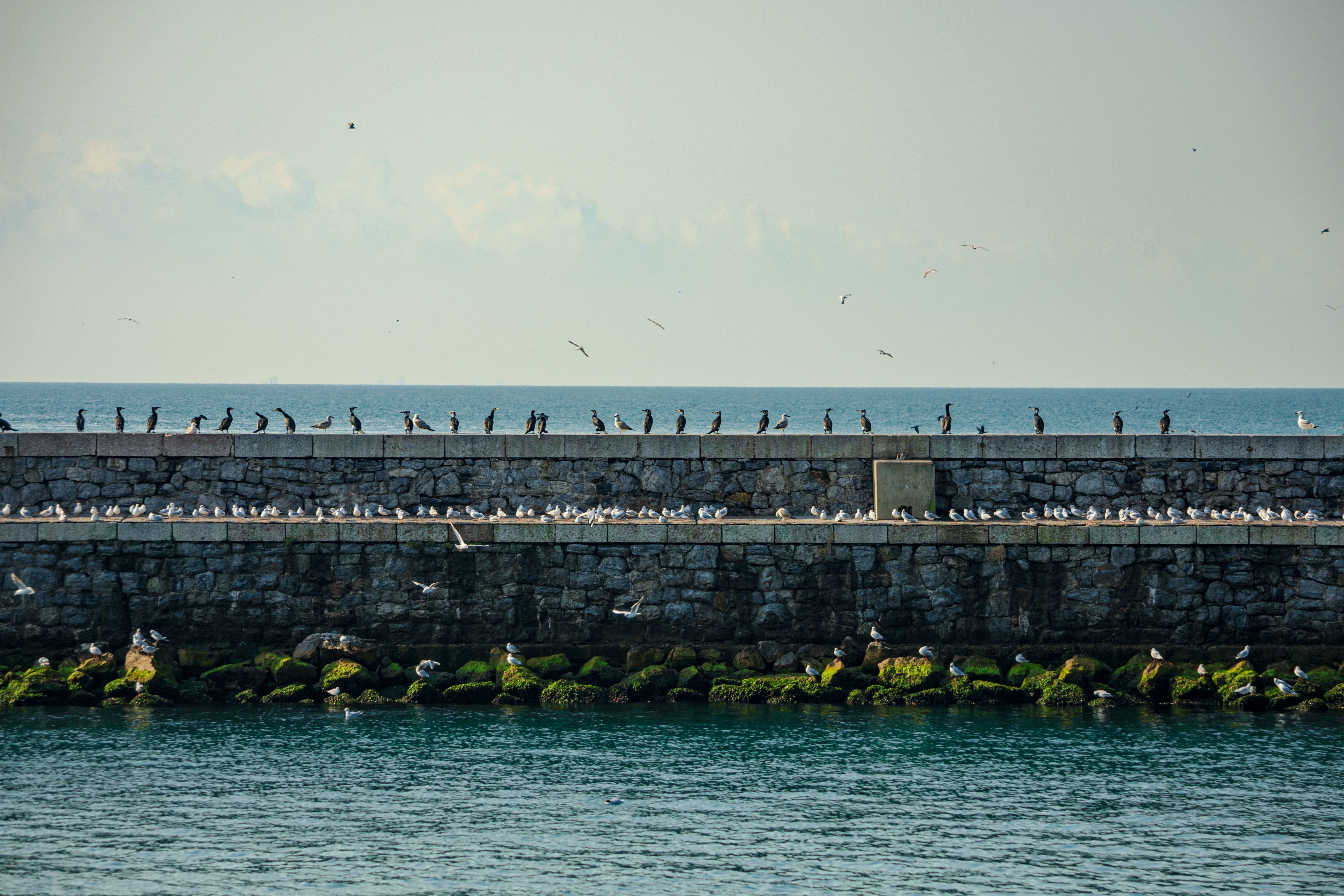 A scenic view of seabirds sitting on a stone pier along the İstanbul coast.