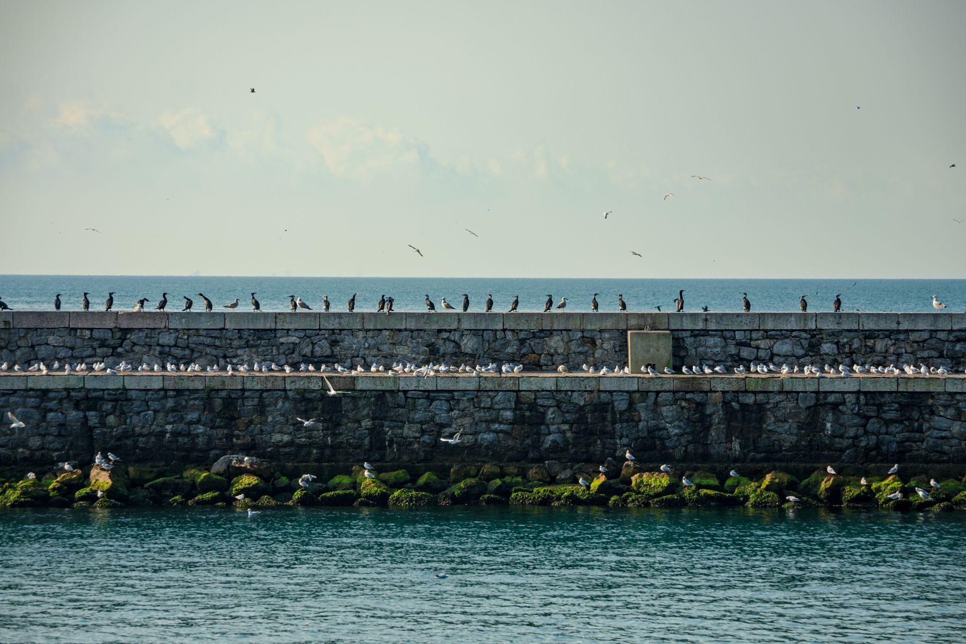 A scenic view of seabirds sitting on a stone pier along the İstanbul coast.
