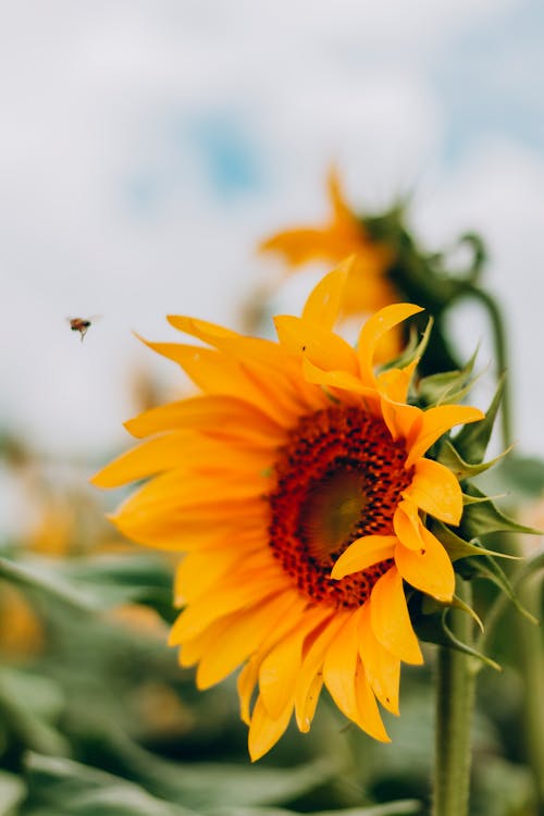 Selective Focus of a Sunflower