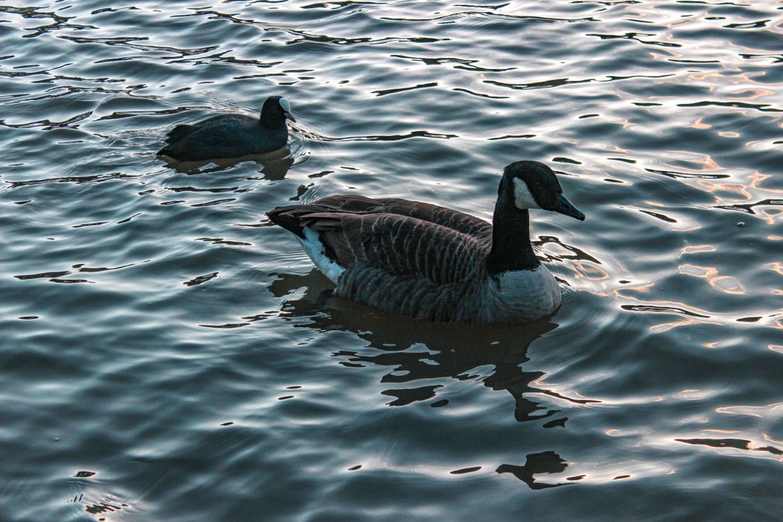 Geese In Water Close-up of Geese in Water · Free Stock Photo