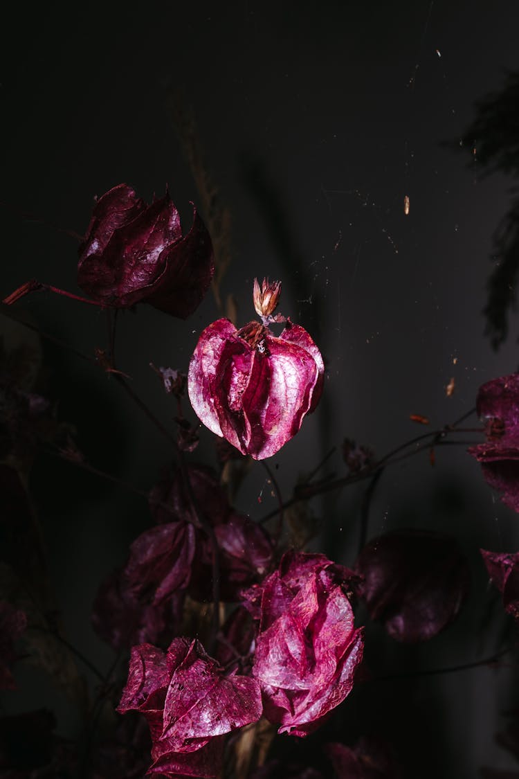 Close-up Of Dry Pink Flower Petals