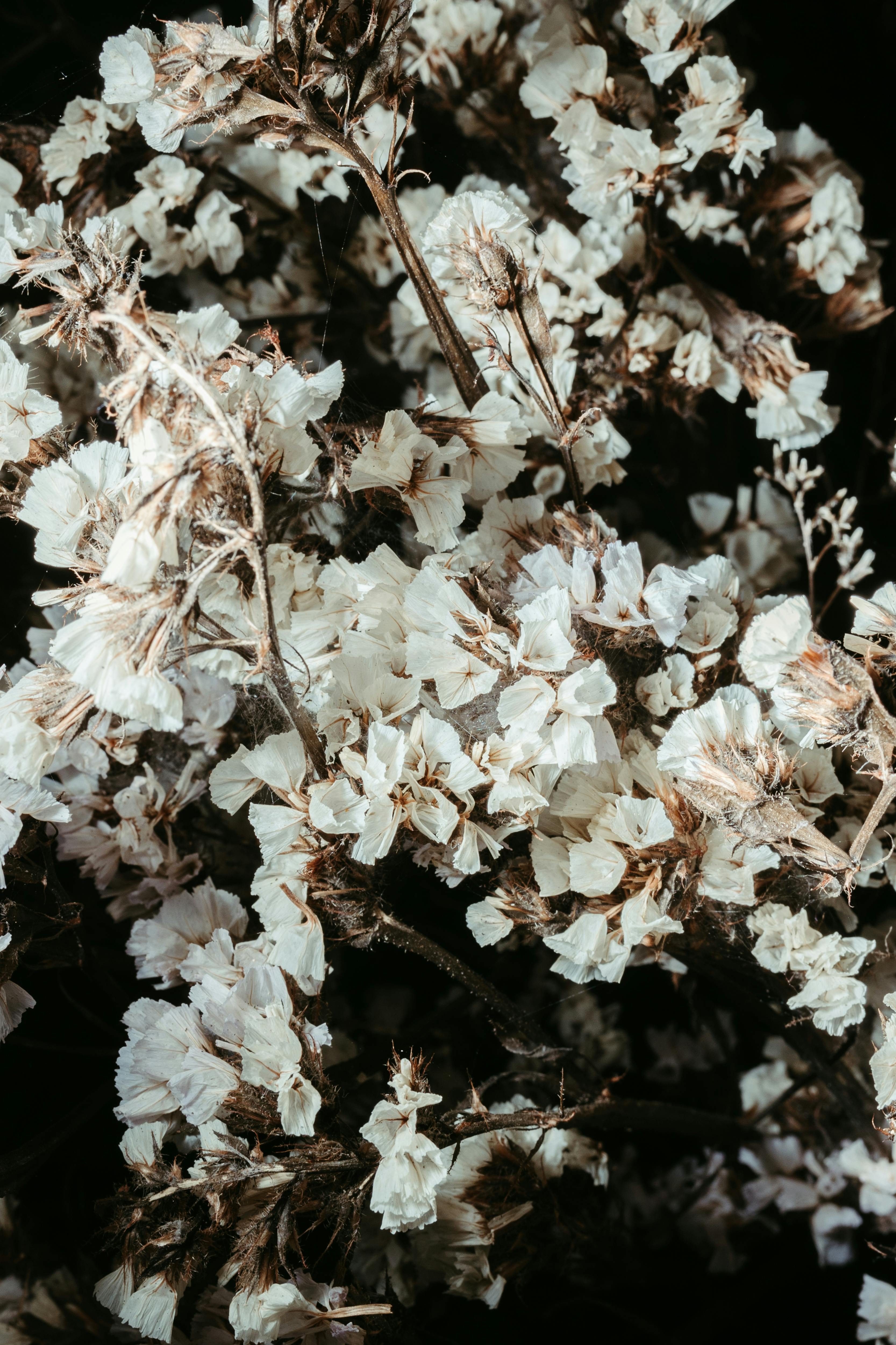 An artistic close-up of dried branches with white petals, capturing nature's delicate beauty.