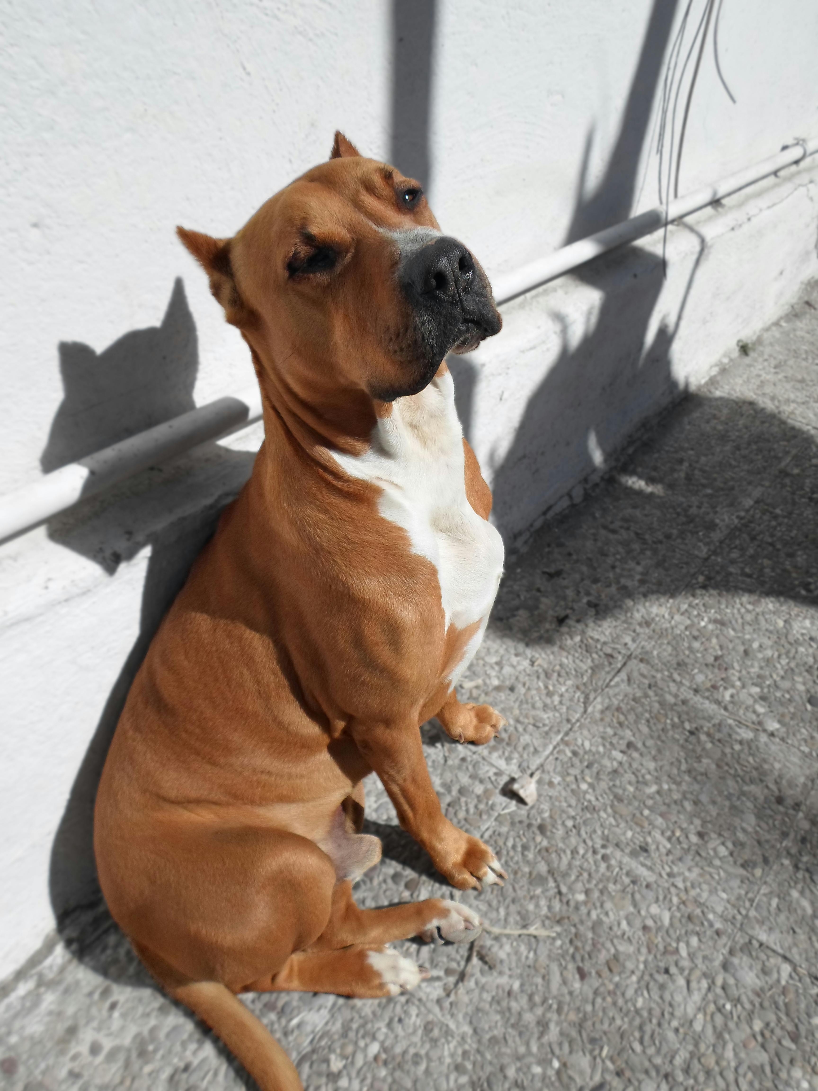 Free stock photo of brown dog, dog, shadows