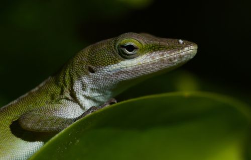Free Detailed shot of a green anole lizard on a leaf in Myrtle Beach, USA. Stock Photo
