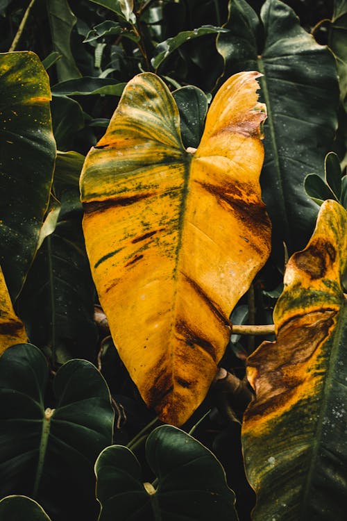 Immagine gratuita di avvicinamento, di colore giallo-foglia, fogliame