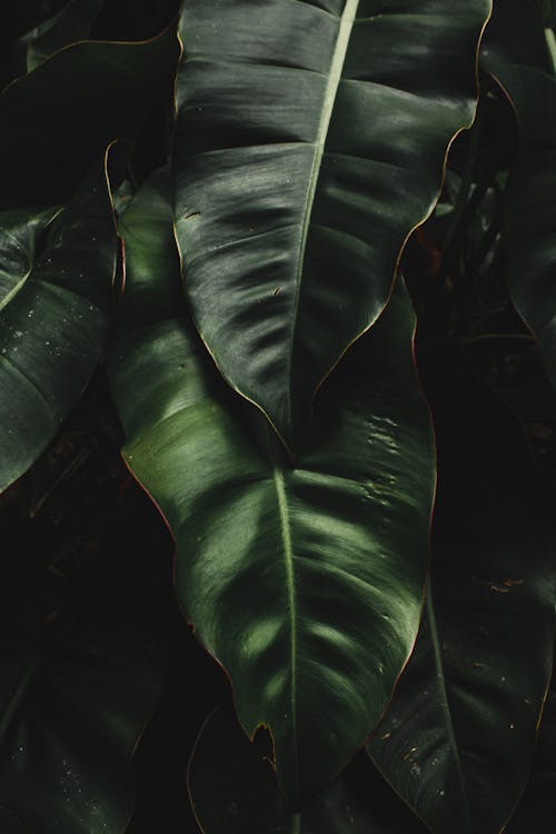 Close up of Green Leaves