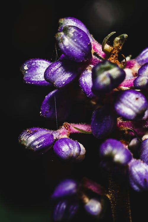 보라색 꽃, 셀렉티브 포커스, 수직 쐈어의 무료 스톡 사진