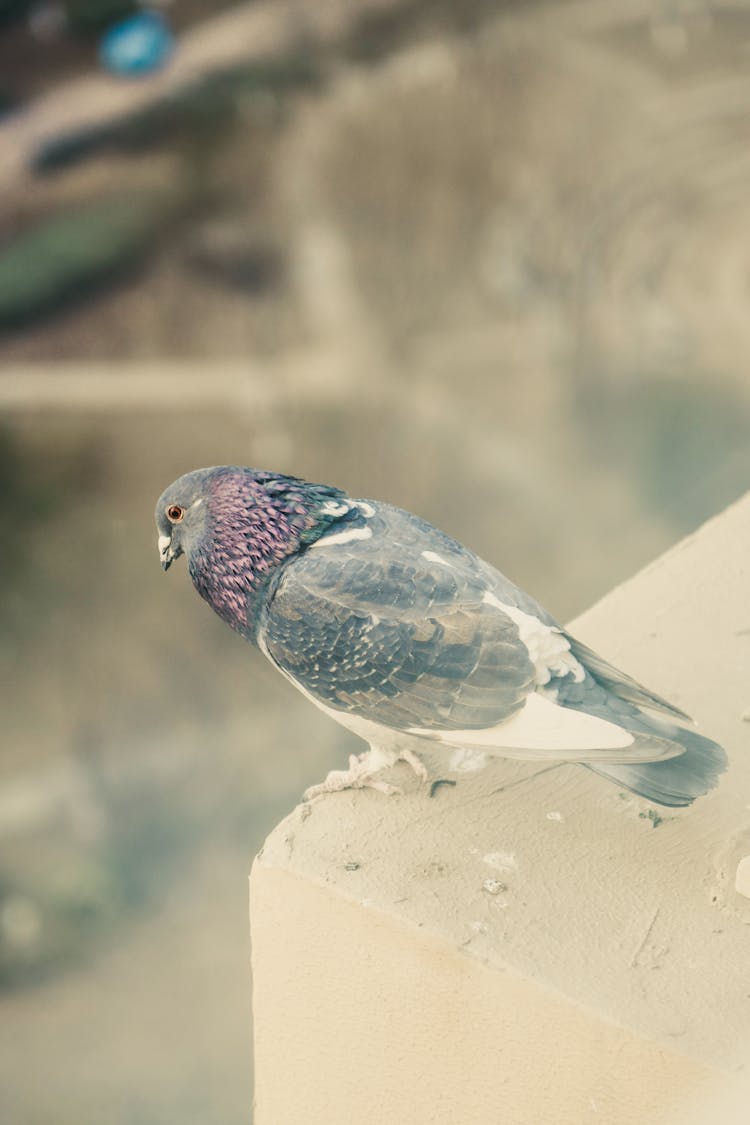 Pigeon Standing On A Ledge