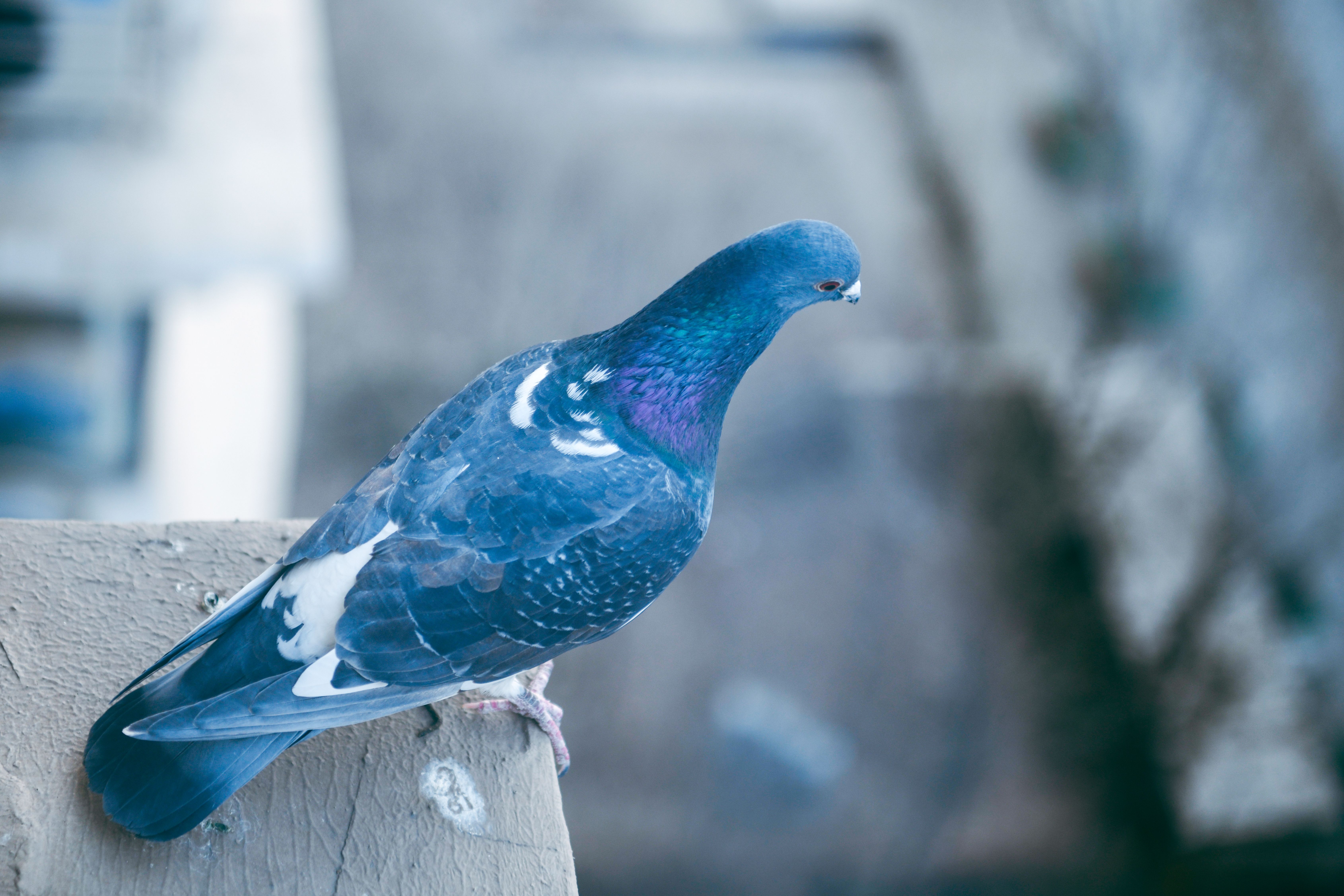 close-up-of-pigeon-on-wall-free-stock-photo
