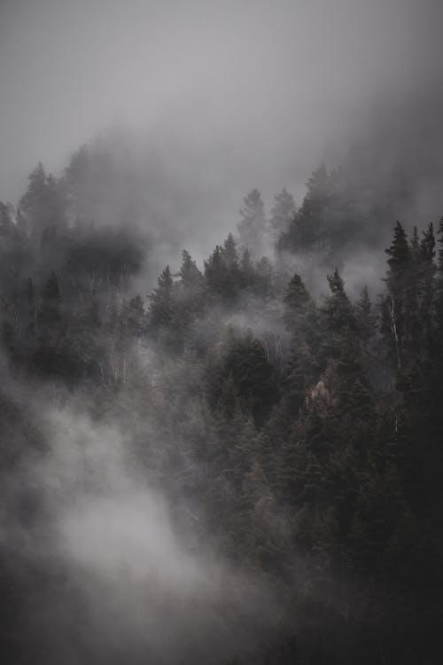Forest on the Mountainside Shrouded in Fog 