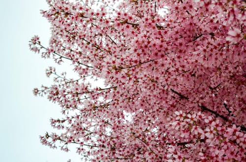 Pink Blossoms on Cherry Tree in Spring
