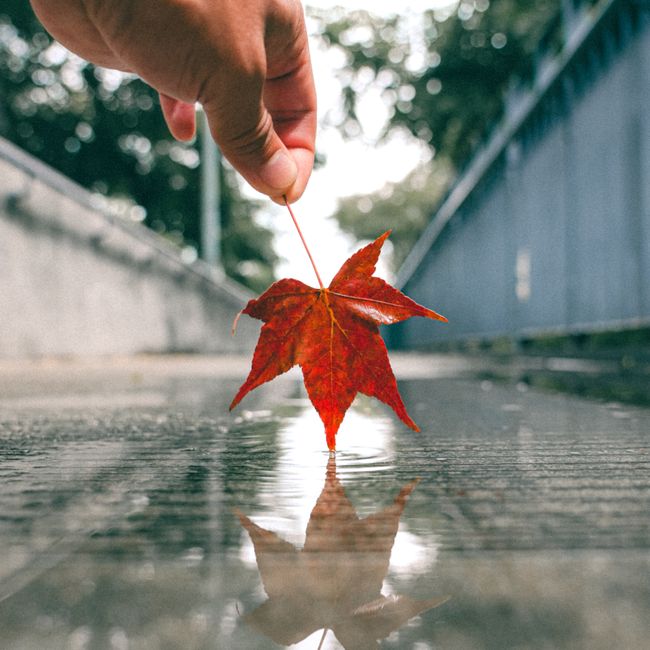 A close-up of a hand holding a red maple leaf on a rainy urban pavement, reflecting autumn vibes.