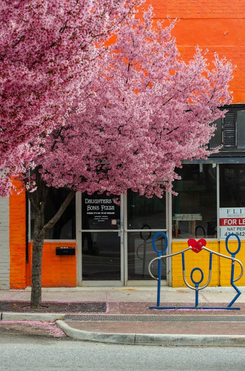 Cherry Tree in Town in Spring