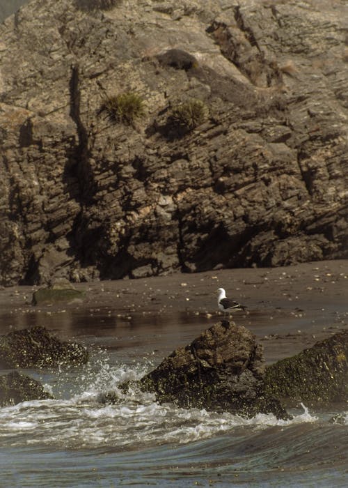 Seagull on Rocks on Sea Shore