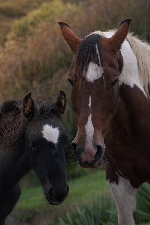 動物の写真, 垂直ショット, 子馬の無料の写真素材