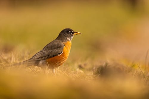 Close up of Bird on Ground