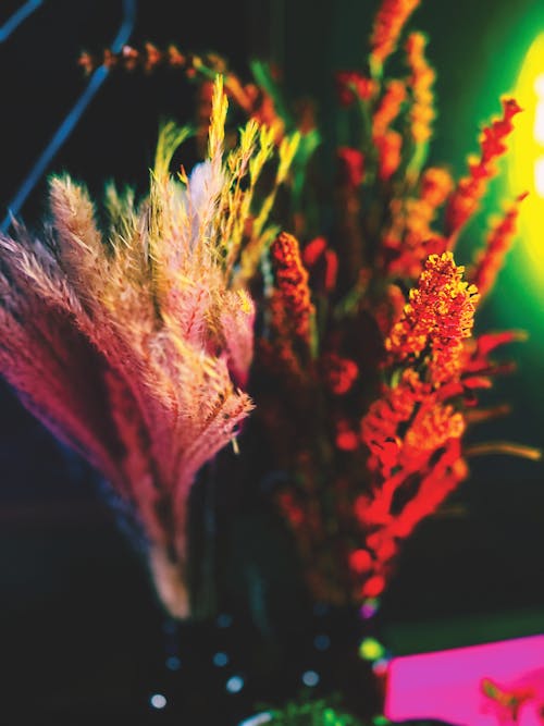 Fotobanka s bezplatnými fotkami na tému farebný, kvety, neónové svetlá