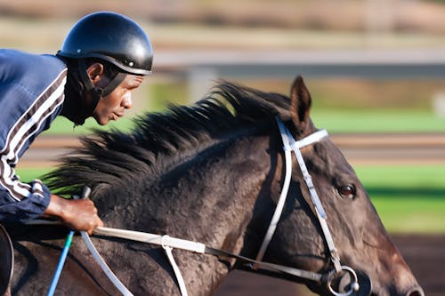 Tilt Shift Focus Photography of Man Riding Horse