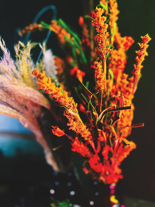 Безкоштовне стокове фото на тему «барвистий, засушені квіти, квіти»
