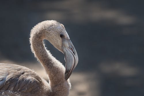 Close-up Photography of White Flamingo