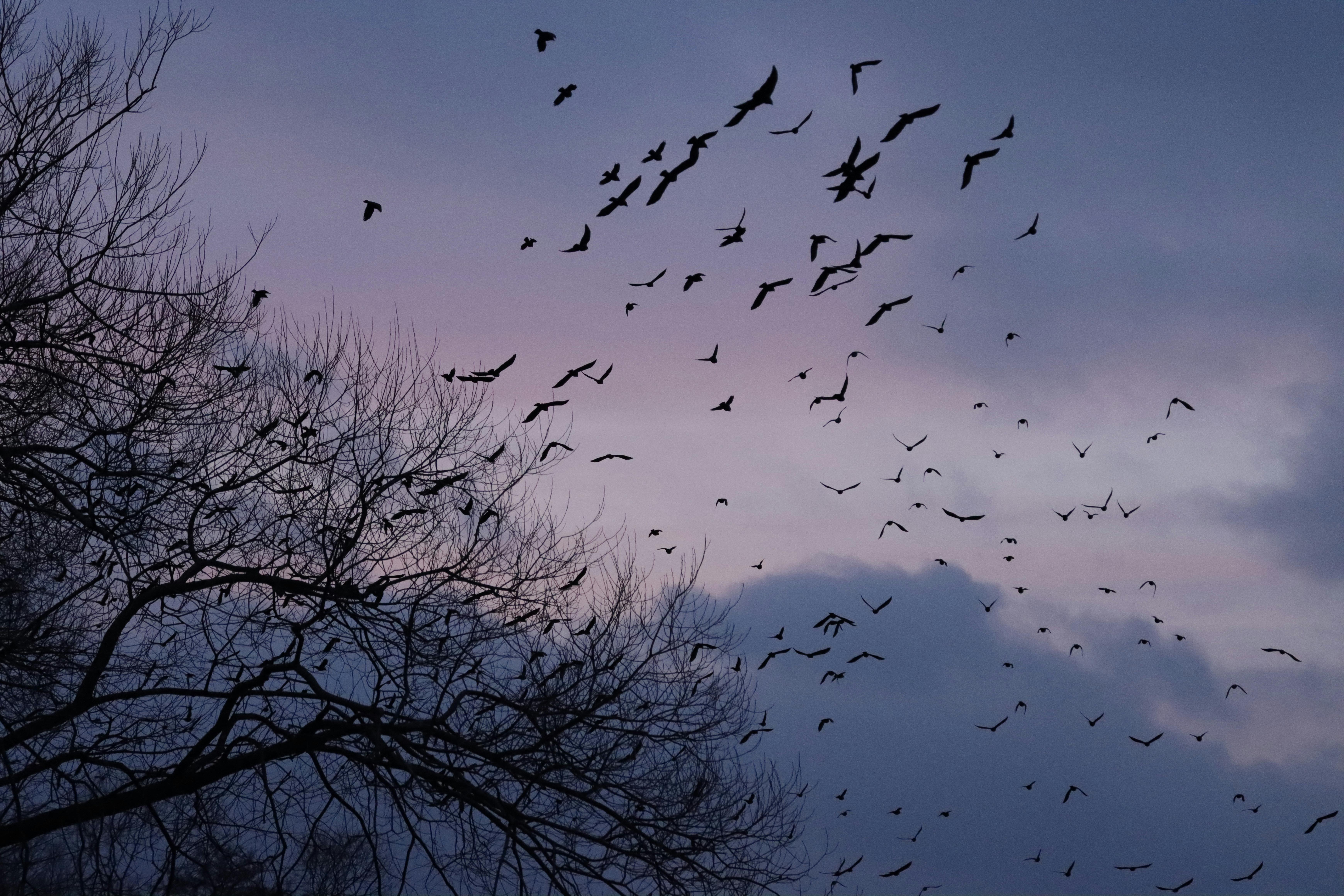 Flock of Birds Flying by a Tree · Free Stock Photo