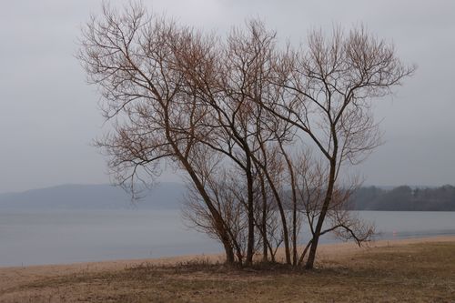 Free Leafless tree on a foggy shoreline during autumn. Serene and bare landscape view. Stock Photo