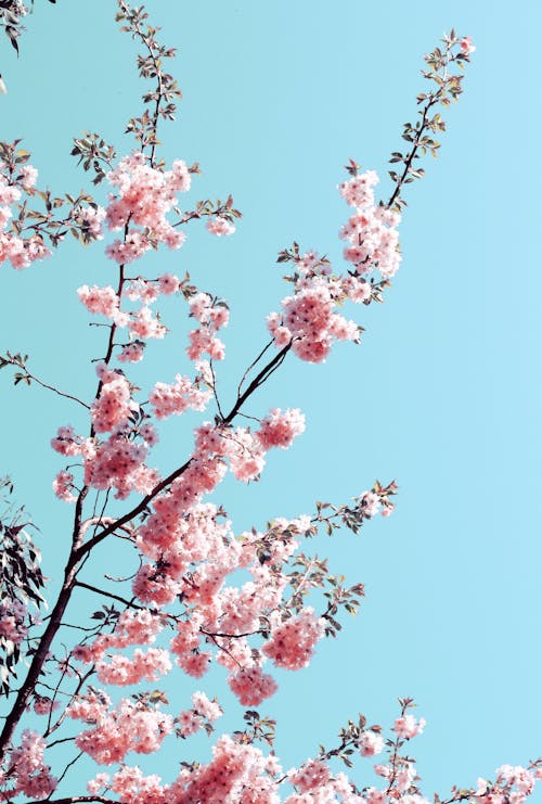 Fotobanka s bezplatnými fotkami na tému blosson strom, čerešňový kvet, farba
