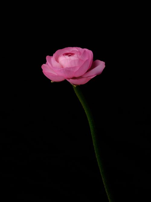 Free Close-up of a vibrant pink ranunculus flower against a black background. Stock Photo